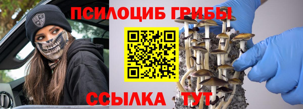 Псилоцибиновые грибы Psilocybine cubensis Волоколамск